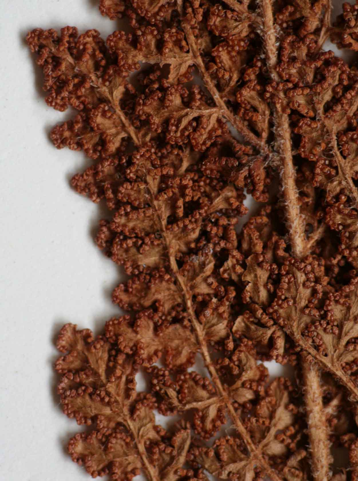 Mohria nudiuscula