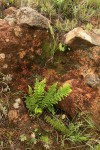 Mohria nudiuscula