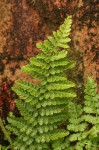 Mohria nudiuscula