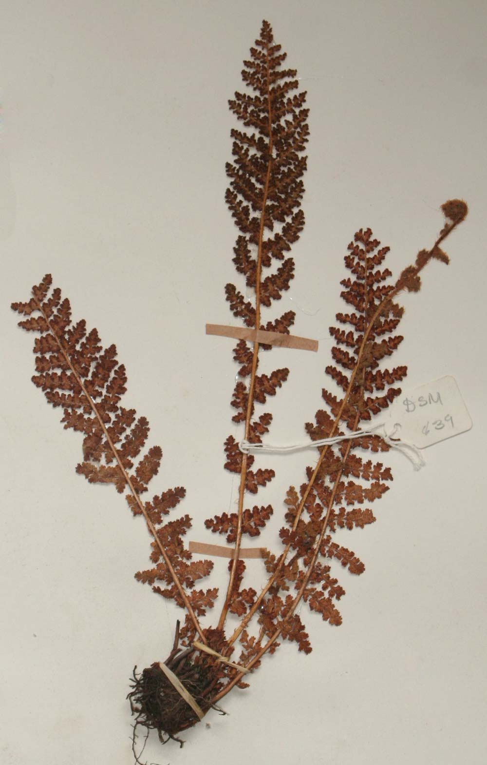 Mohria vestita