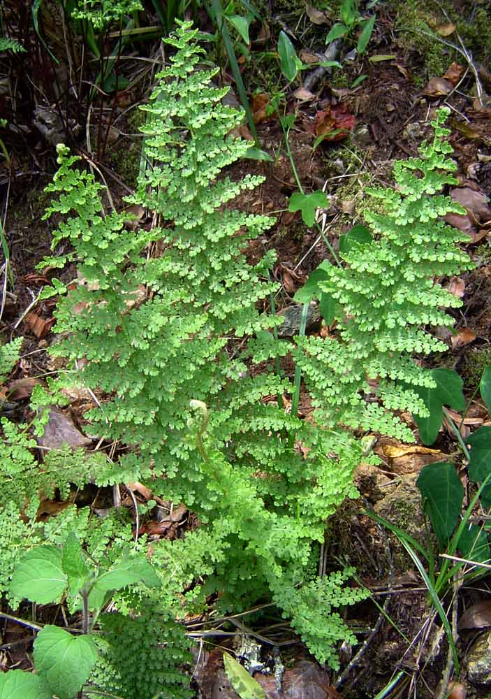 Mohria vestita