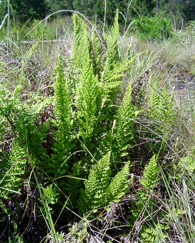 Mohria vestita