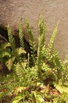 Mohria vestita
