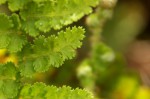 Mohria vestita