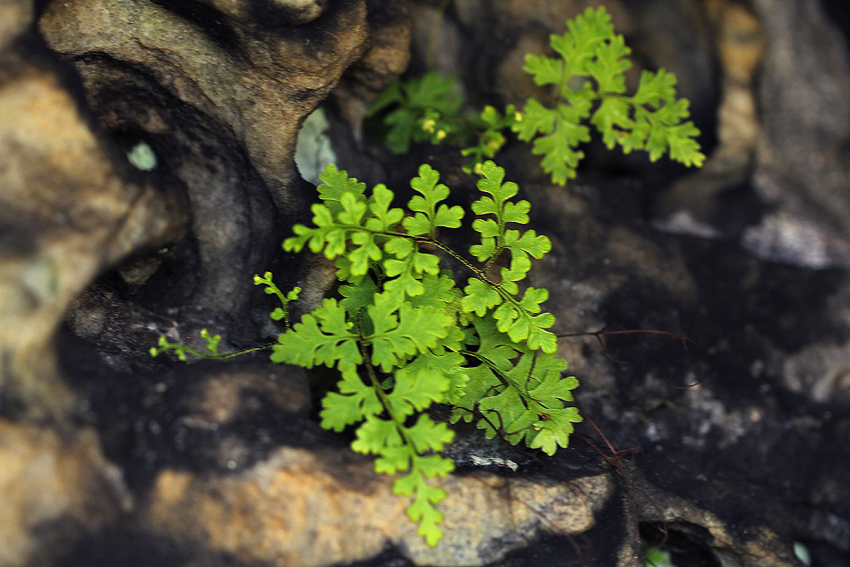 Pityrogramma argentea