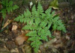 Cheilanthes bergiana