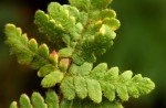 Cheilanthes buchananii