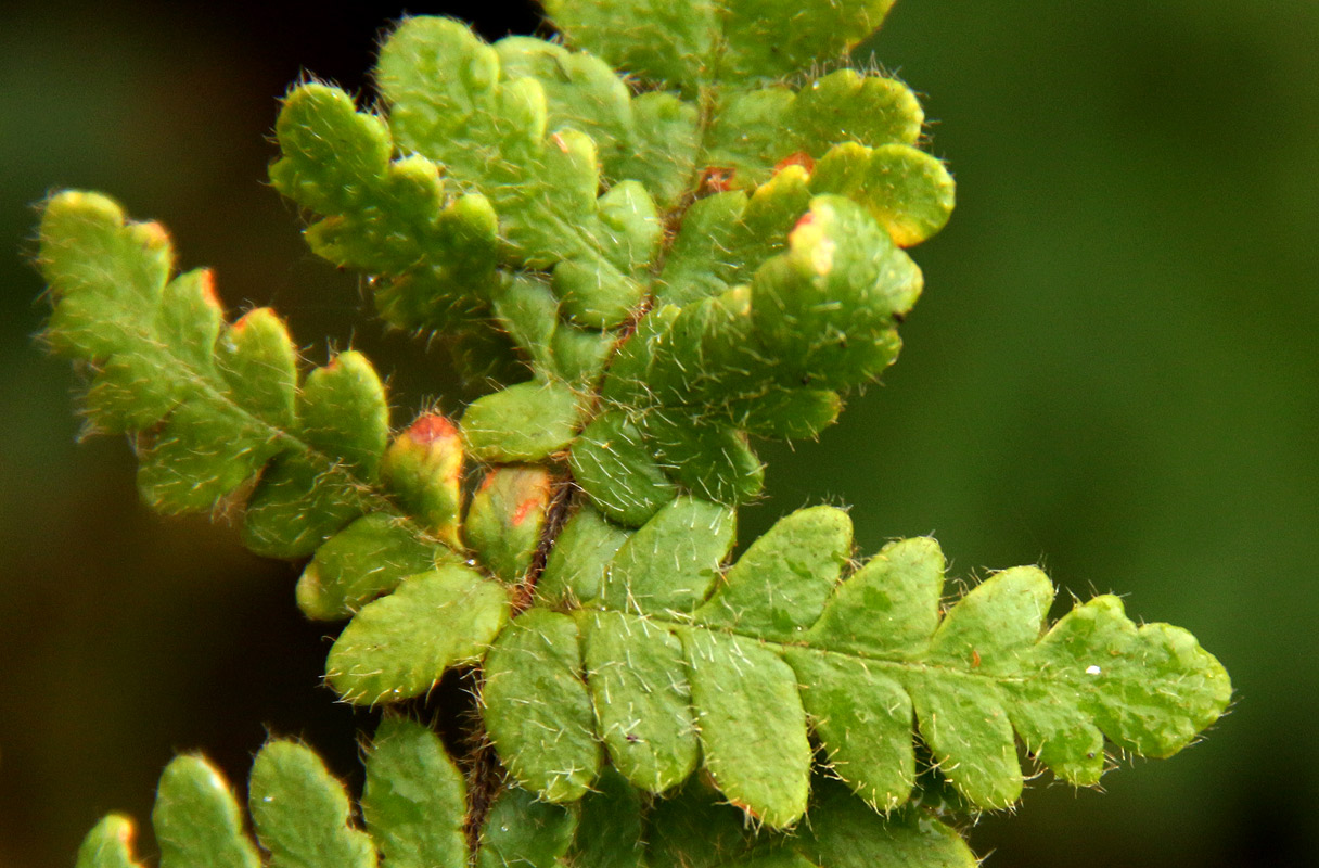 Cheilanthes buchananii