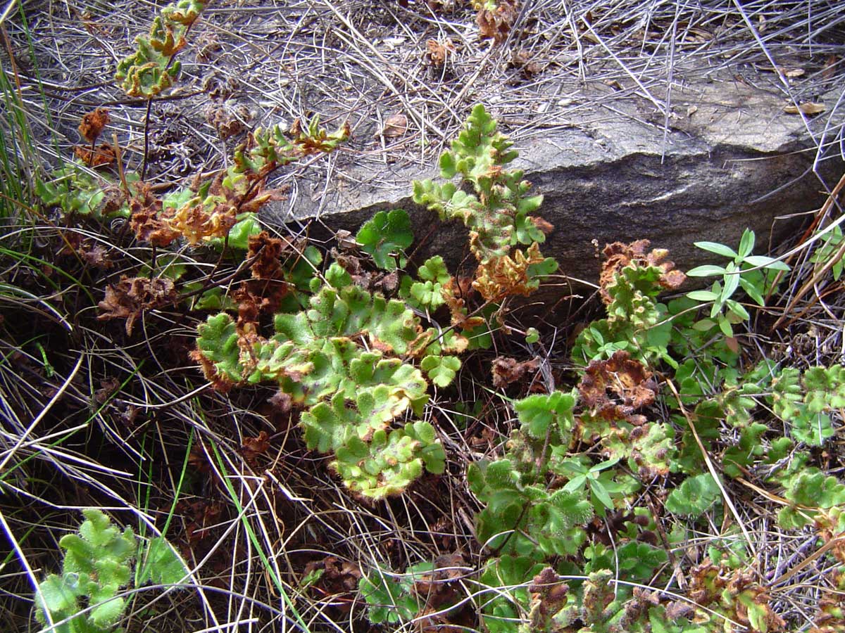 Cheilanthes leachii