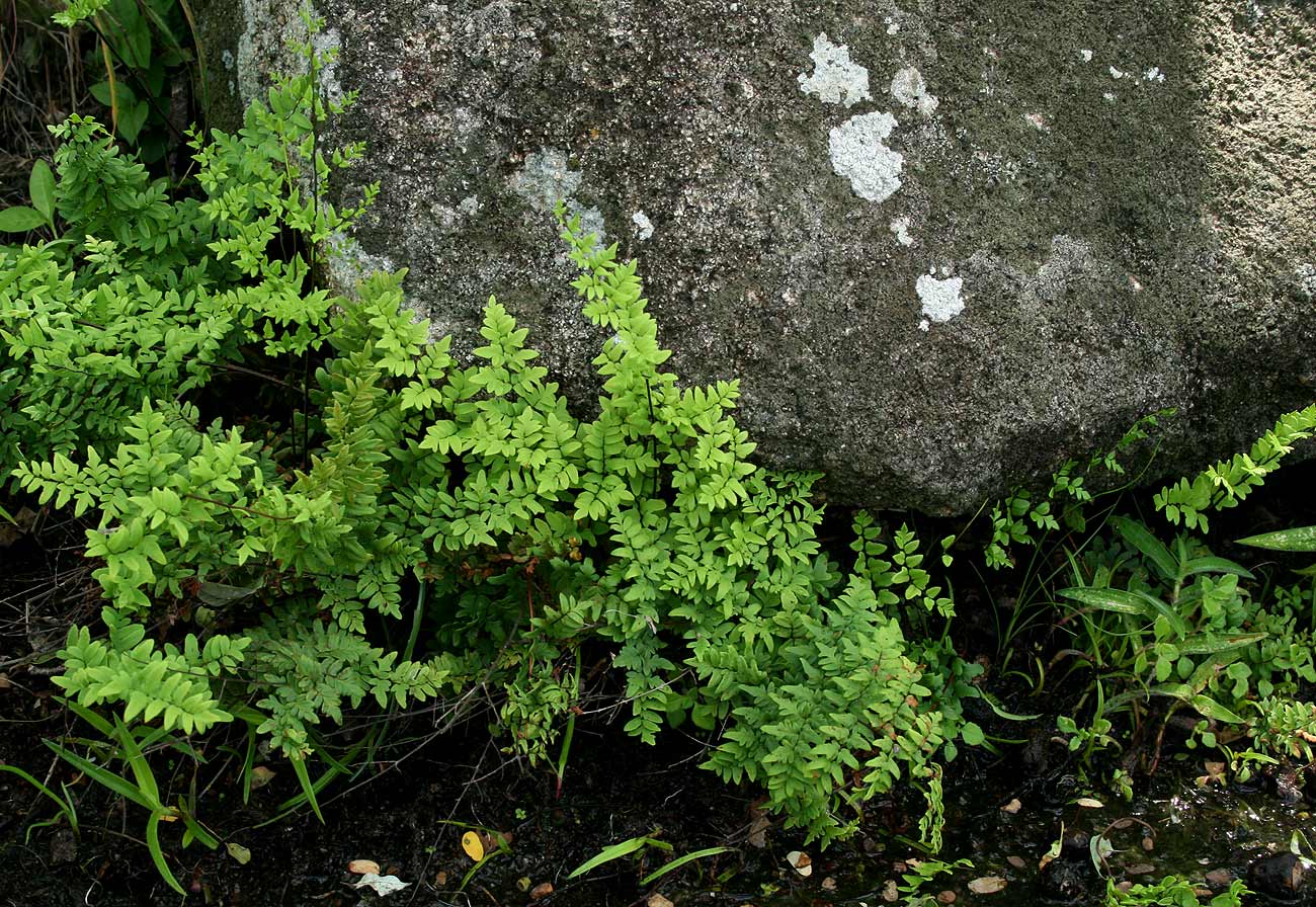 Cheilanthes viridis var. glauca