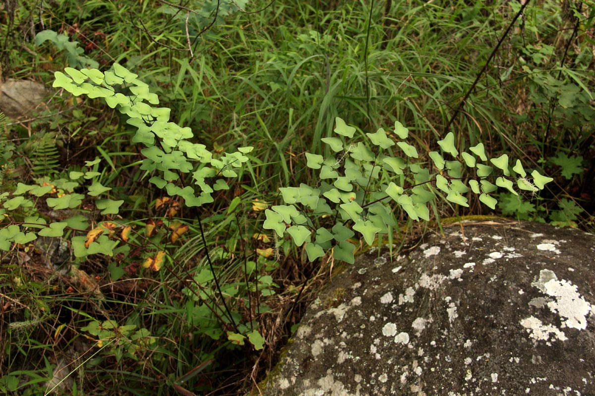 Pellaea calomelanos var. swynnertoniana