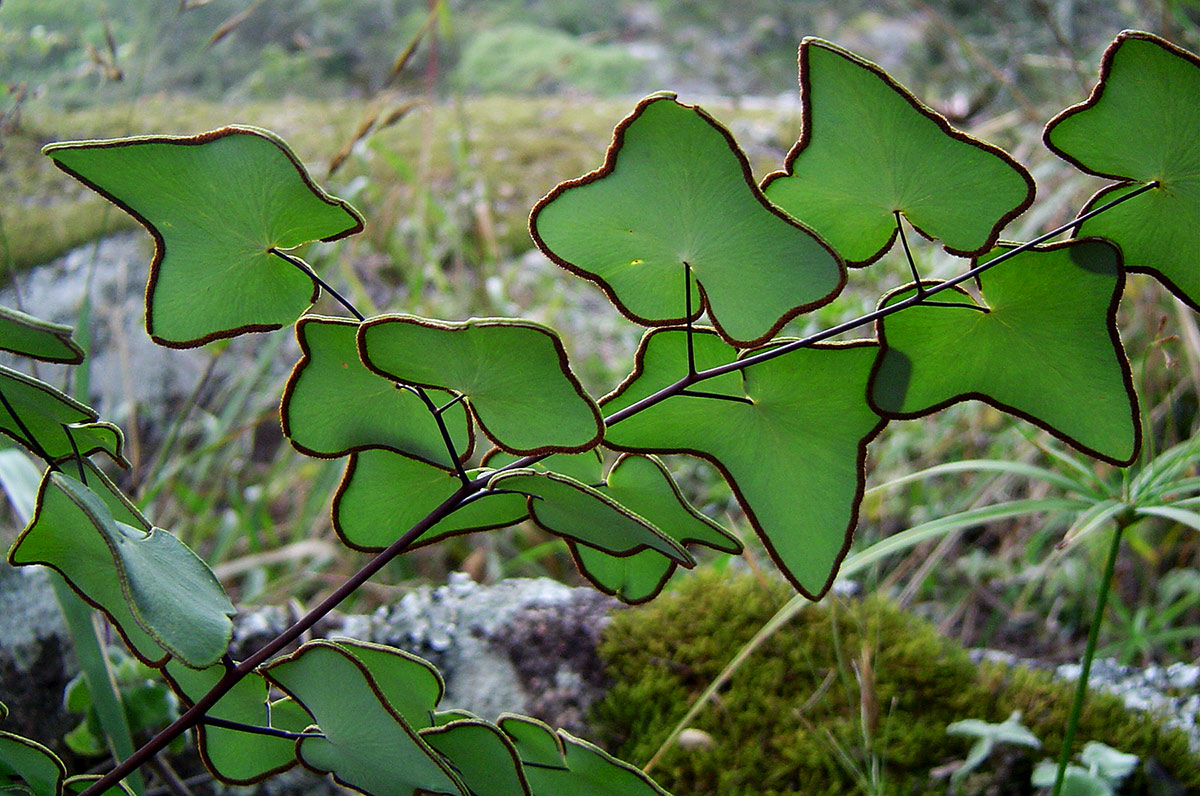 Pellaea calomelanos var. swynnertoniana