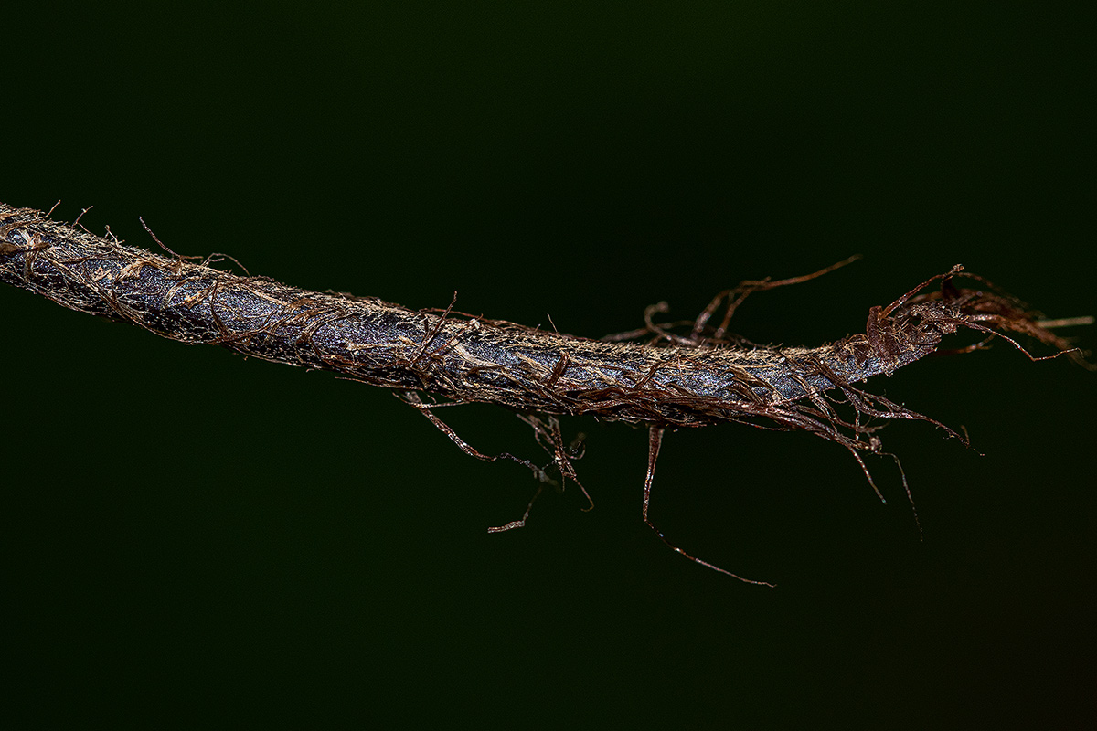 Pellaea doniana