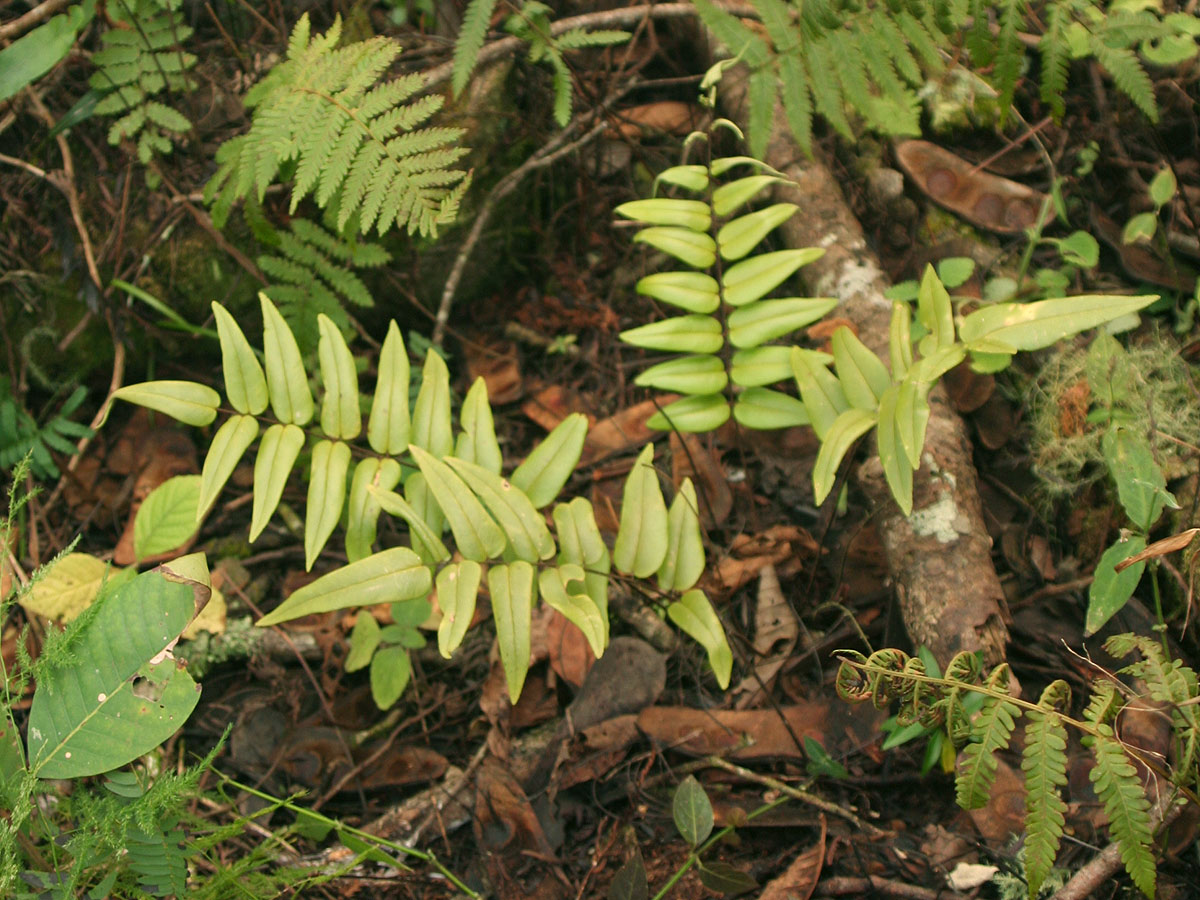 Pellaea doniana