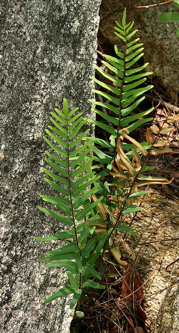 Pellaea dura var. dura