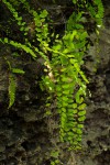 Adiantum lunulatum