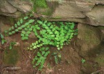 Adiantum mendoncae