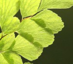 Adiantum raddianum