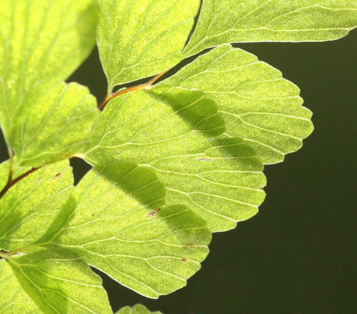 Adiantum raddianum