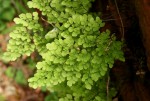 Adiantum raddianum