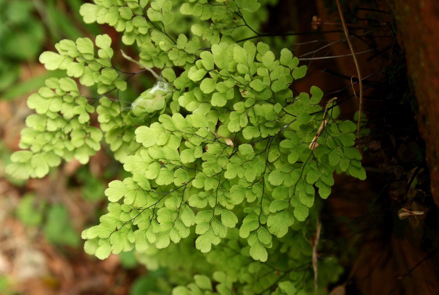 Adiantum raddianum