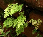 Adiantum raddianum