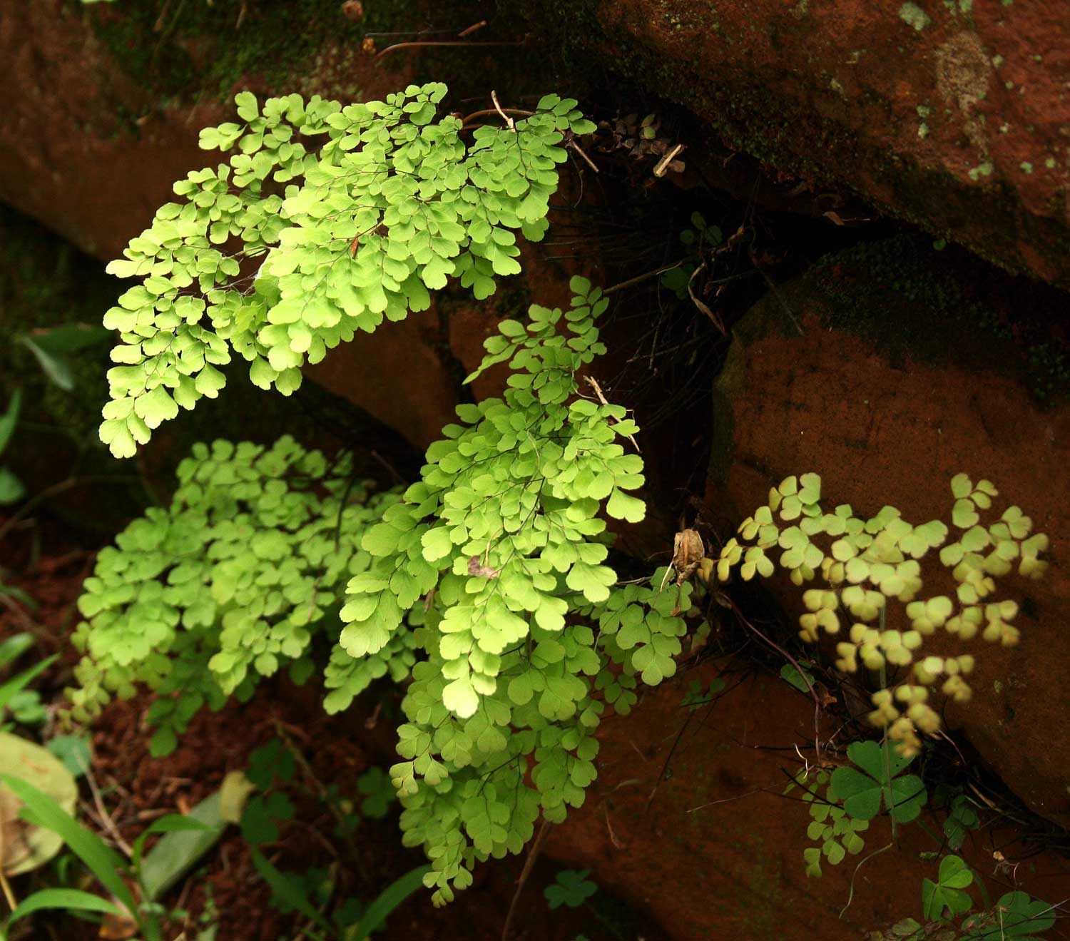 Adiantum raddianum