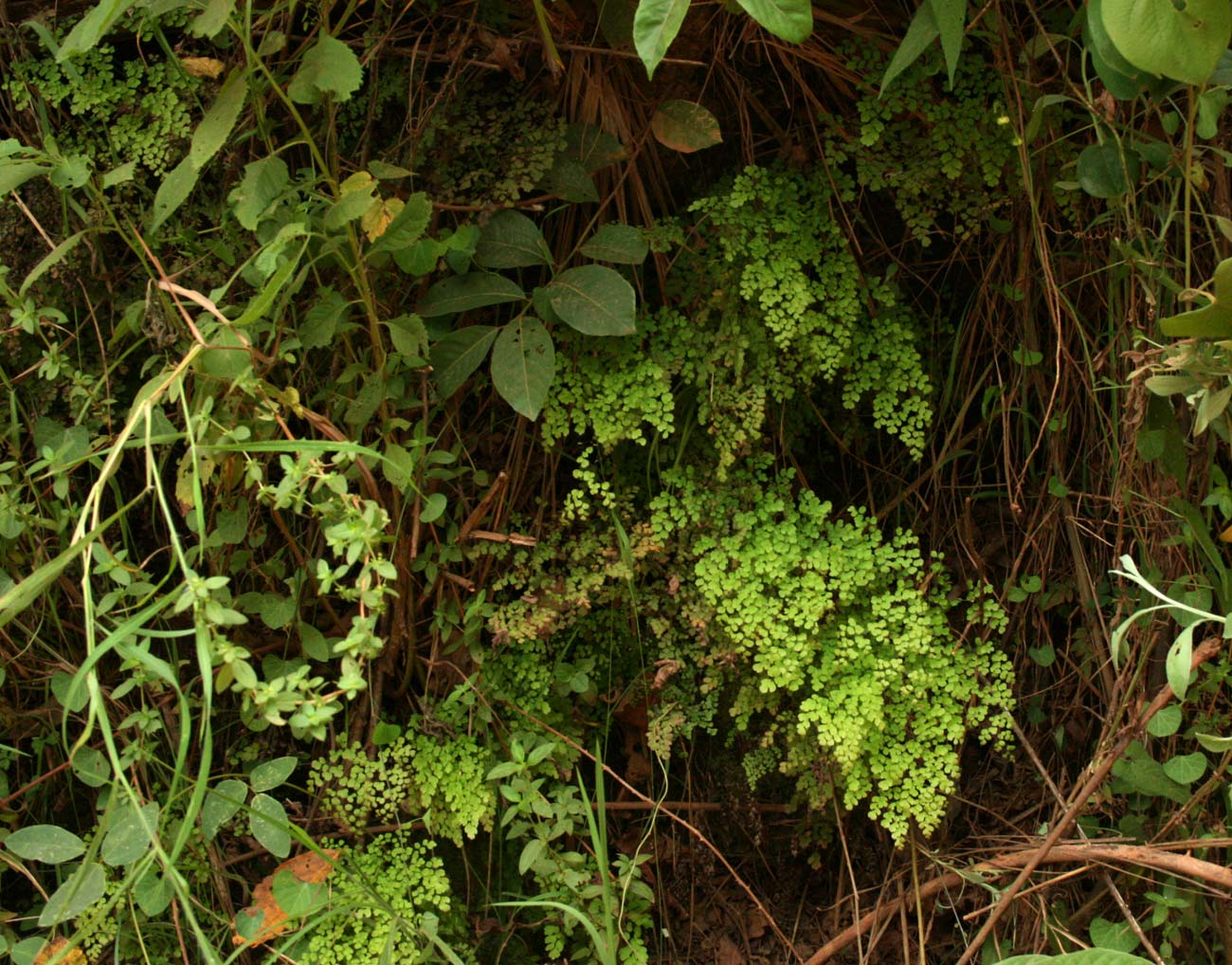 Adiantum raddianum