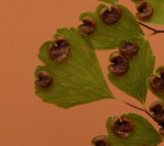 Adiantum raddianum