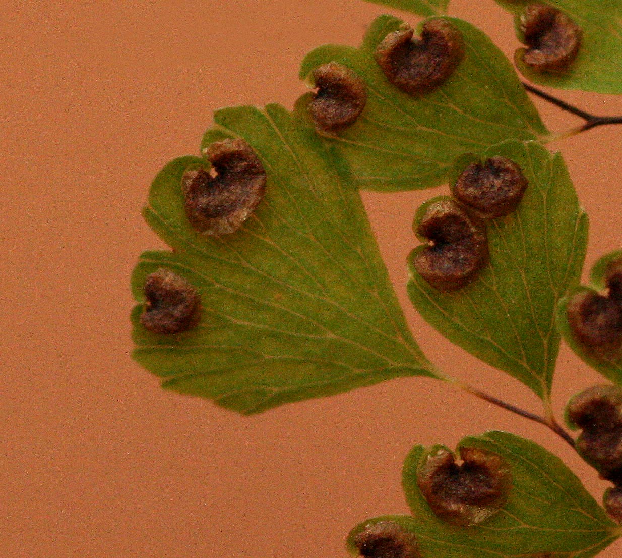 Adiantum raddianum