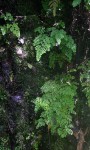 Adiantum raddianum