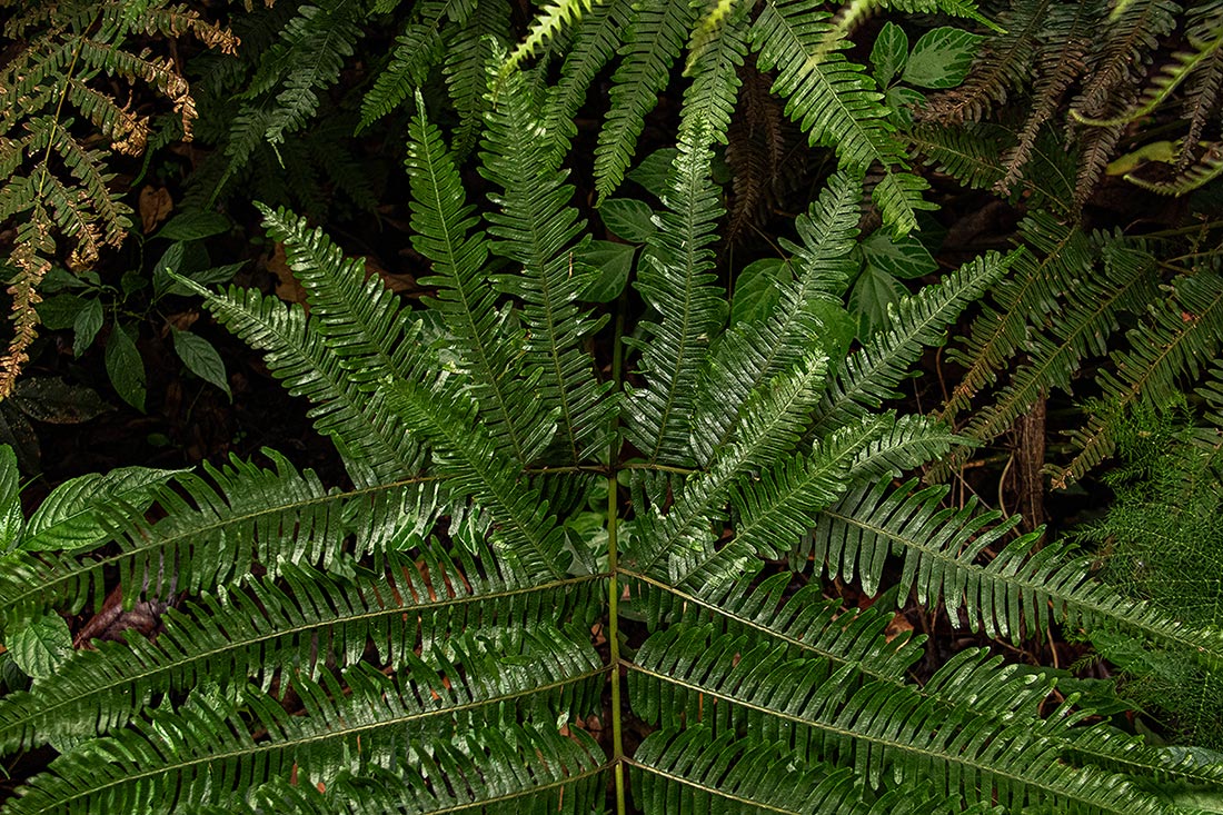 Pteris friesii