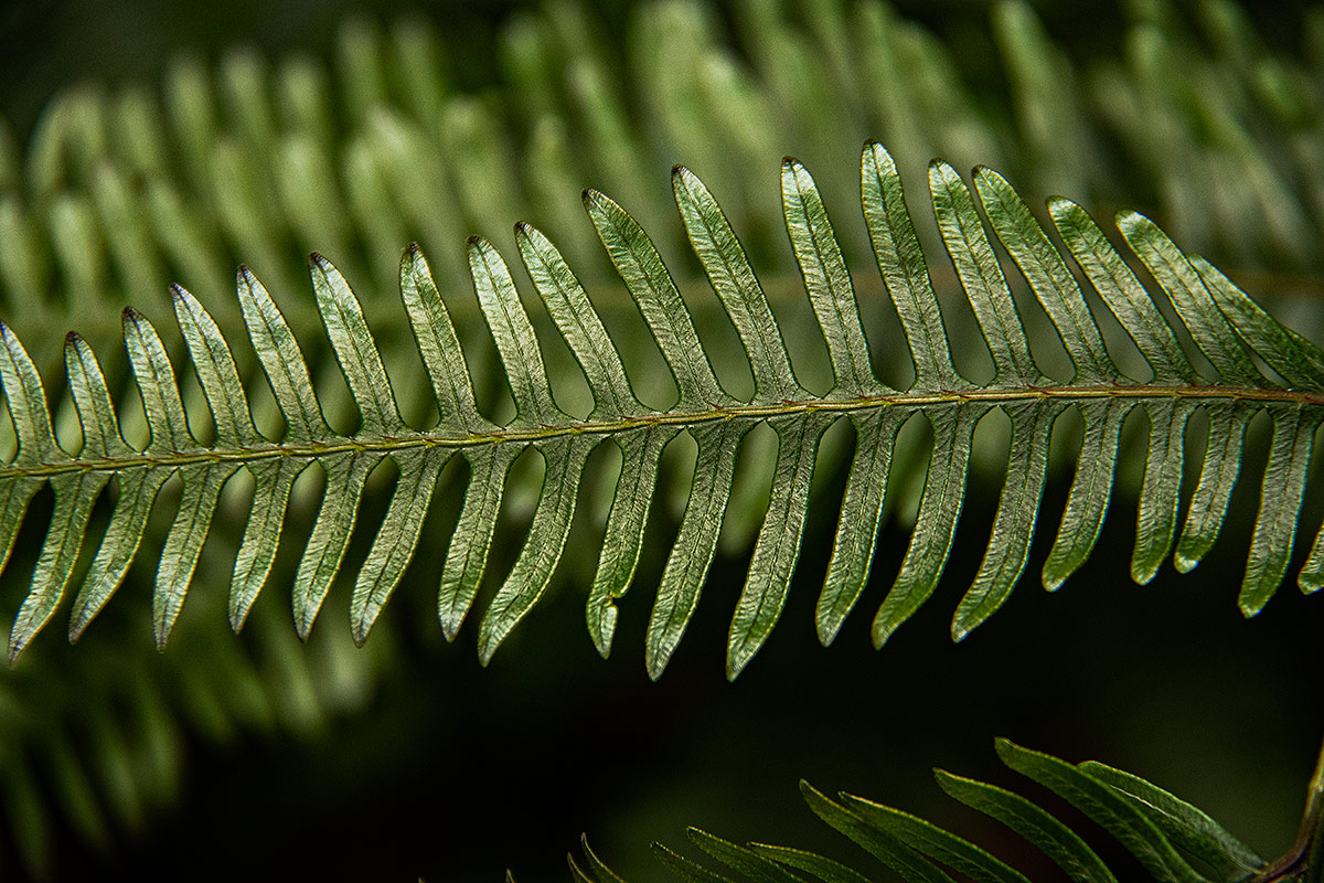 Pteris friesii