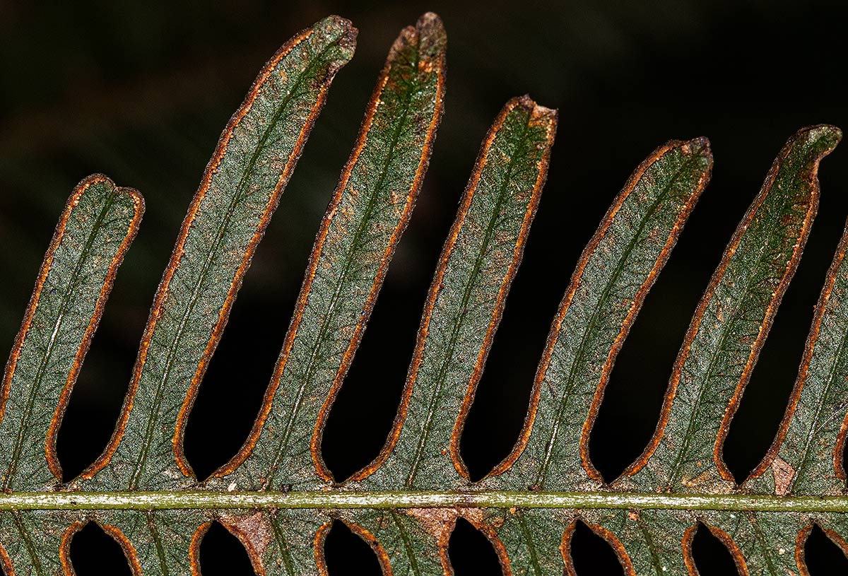 Pteris friesii