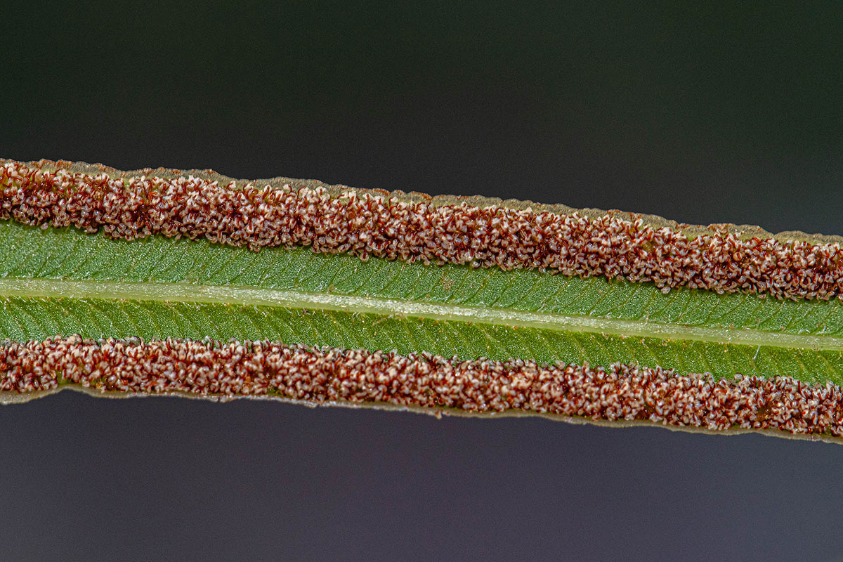 Pteris vittata