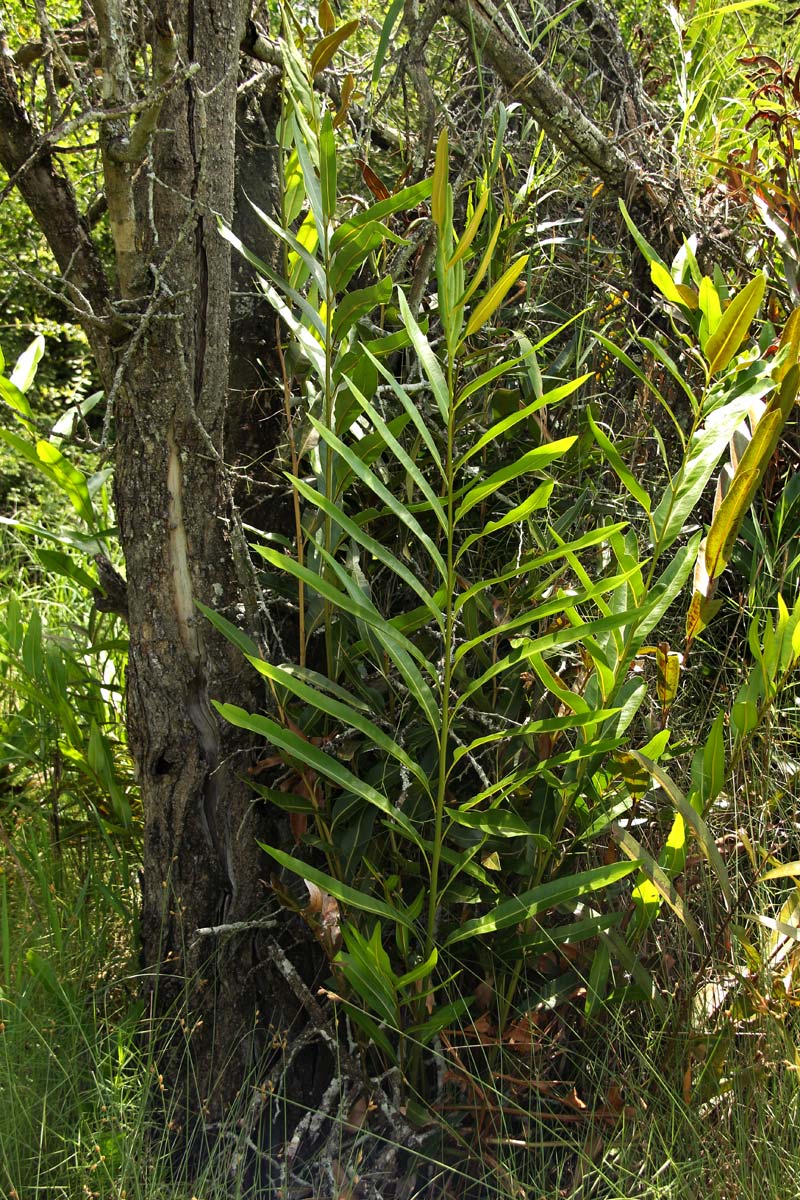 Acrostichum aureum