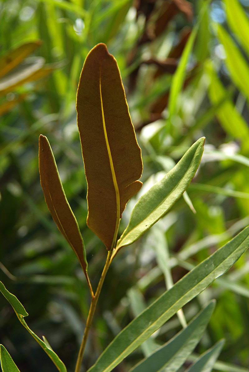 Acrostichum aureum