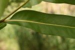 Acrostichum aureum