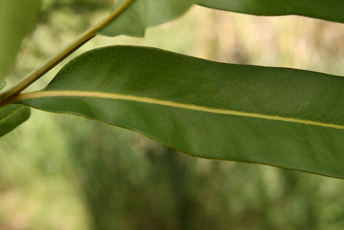 Acrostichum aureum