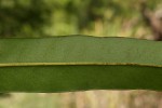 Acrostichum aureum