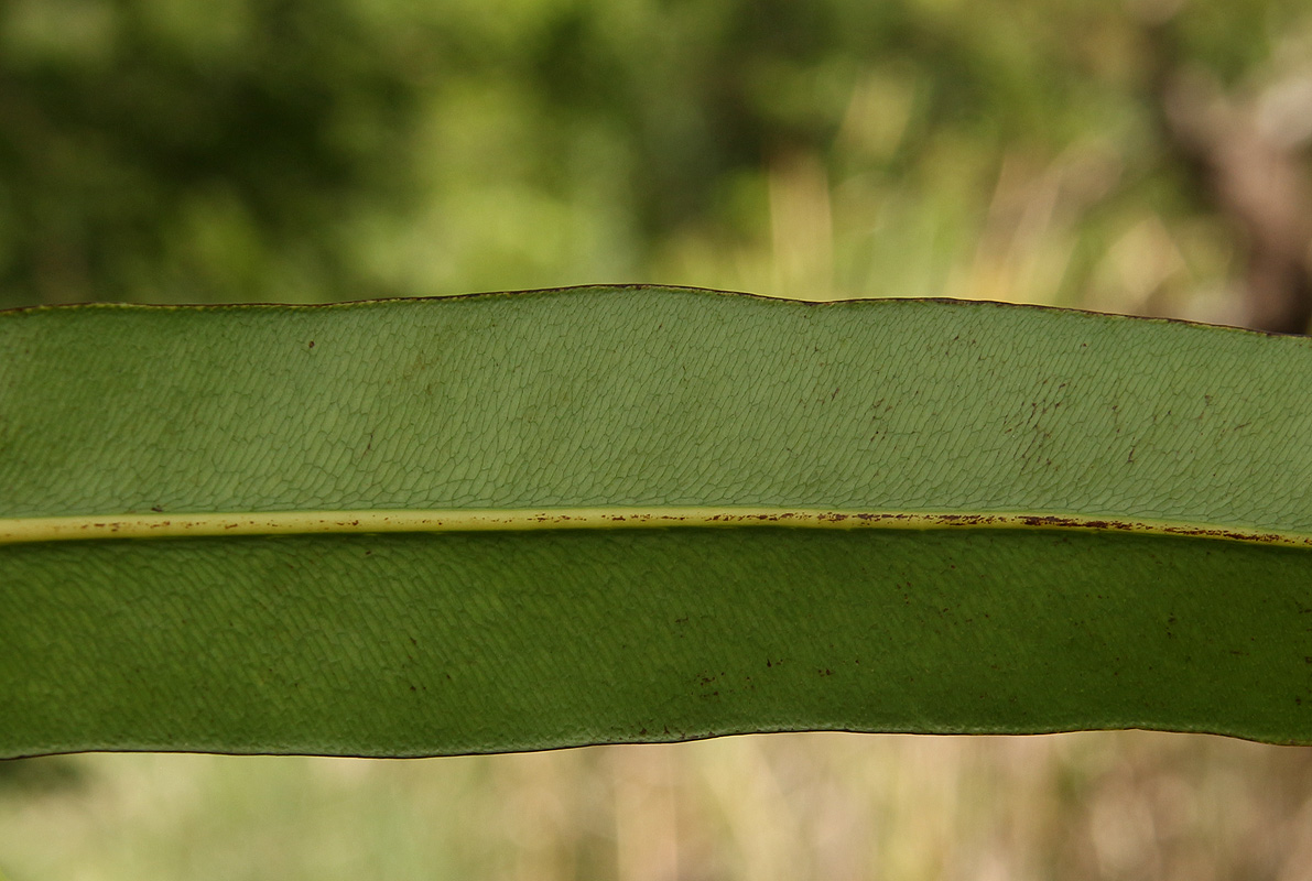 Acrostichum aureum