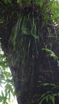 Vittaria elongata