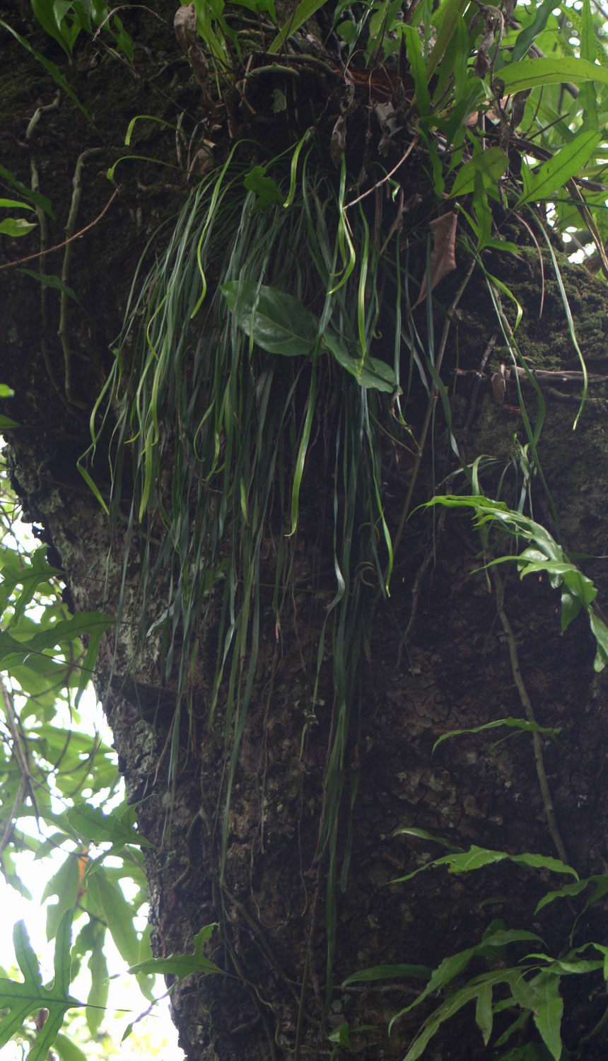 Vittaria elongata