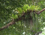 Vittaria elongata