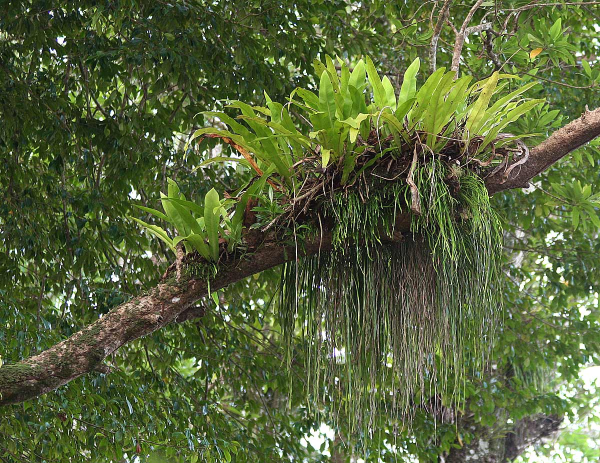 Vittaria elongata