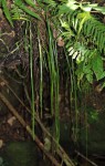 Vittaria elongata