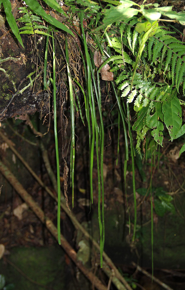 Vittaria elongata