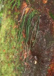 Vittaria isoetifolia