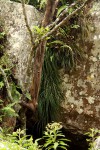 Vittaria isoetifolia