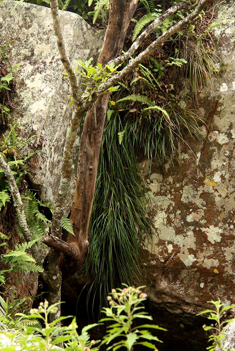 Vittaria isoetifolia